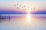 Paisaje mar y aves